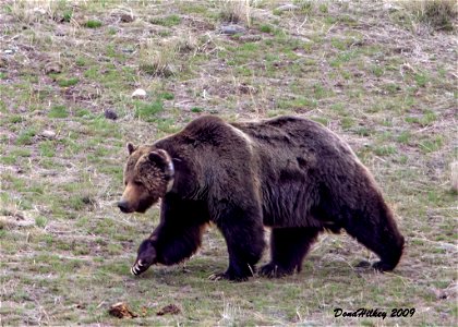 Grizzly Bear