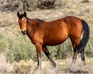 7044-mare-11april2018-Barcus-web