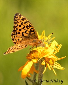 Coronis Fritillary