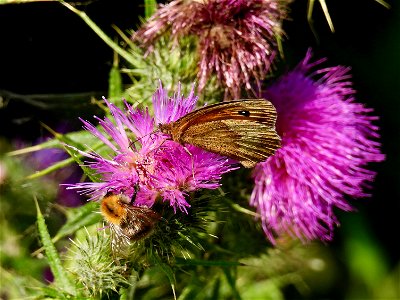 Bruin zandoogje en akkerhommel