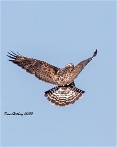 Rough-legged Hawk