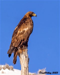 Golden Eagle photo