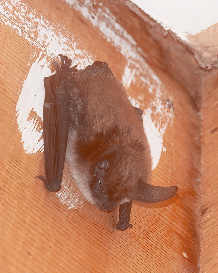Long-eared Myotis