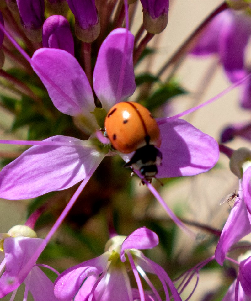 Nine-spotted Lady Beetle