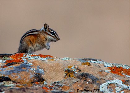 Least Chipmunk