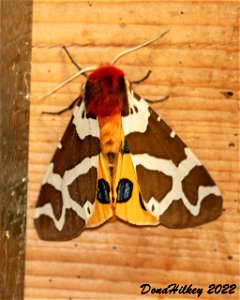 Great Tiger Moth photo