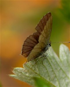 Western Tailed-Blue