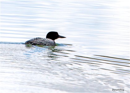 Common Loon