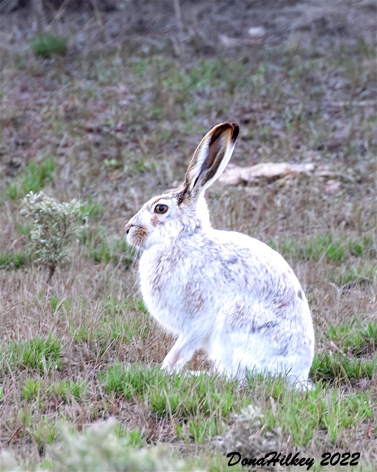 White-tailed Jackrabbit