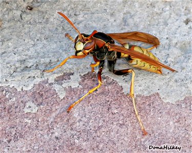 Golden Paper Wasp