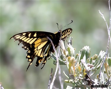 Anise Butterfly photo