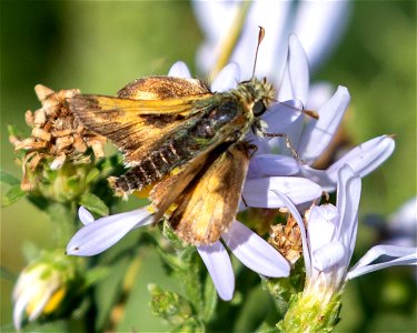 Sandhill Skipper Polites sabuleti