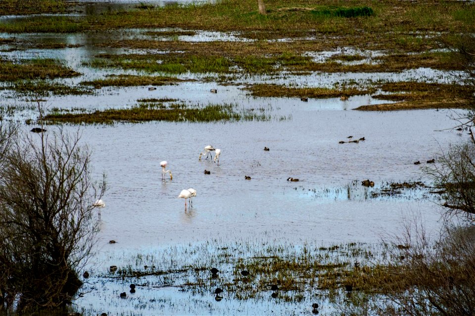 19-03-2021 Aiguamolls de l' Empordà