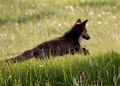 Black morph Red Fox