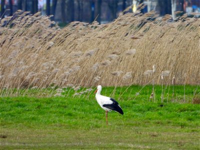 Ooievaar