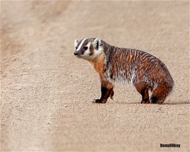American Badger