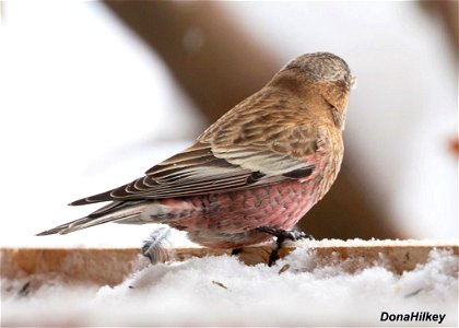Brown-capped Rosy-Finch