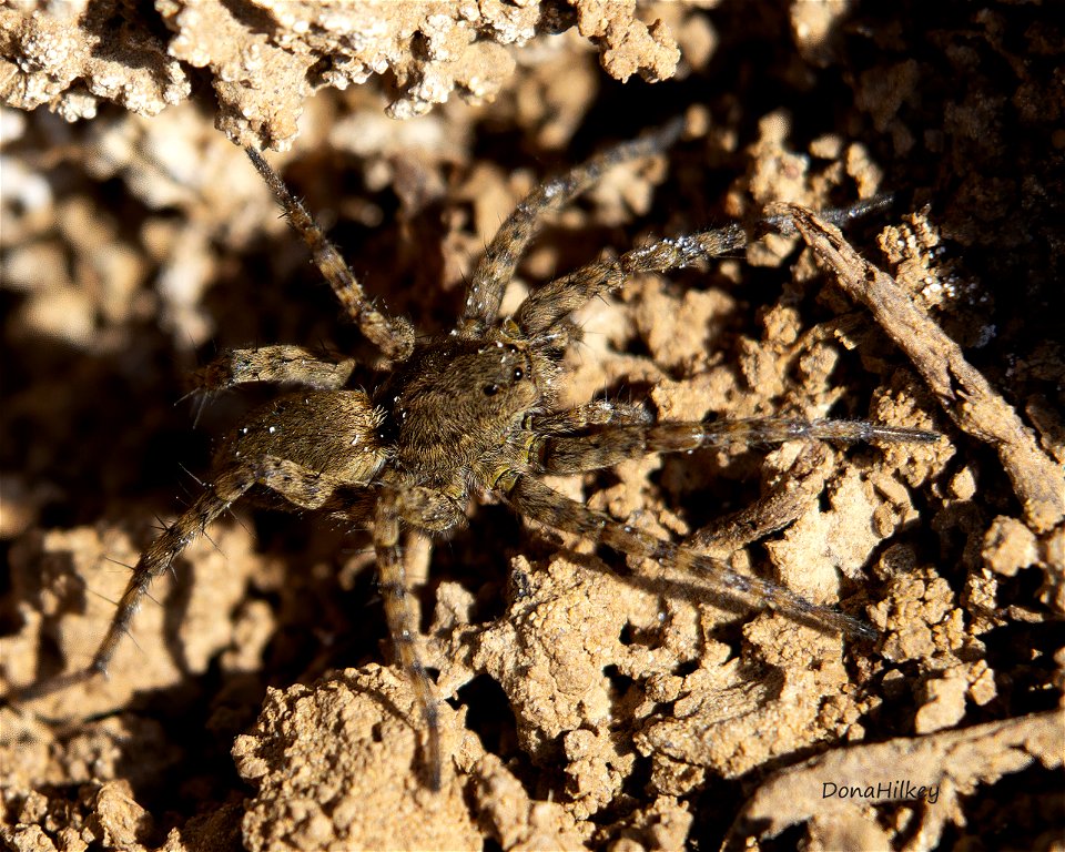 Thin-legged Wolf Spider