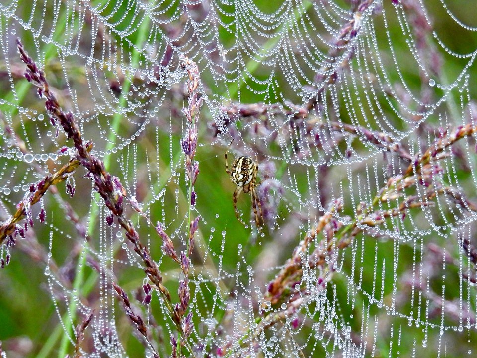 Heidewielwebspin