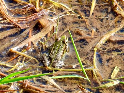 Groene kikker photo