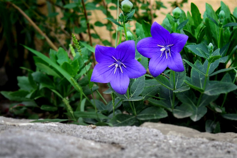 Flor