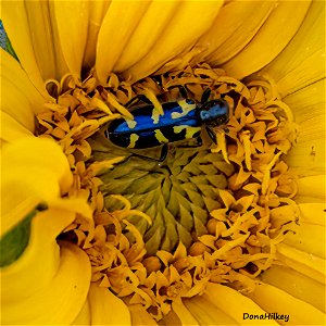 ornate-checkered-beetle--mules-ears13june2021-Flag-Creek