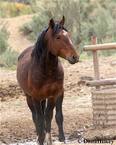 Shiraz-1may2020-Barcus - Copy