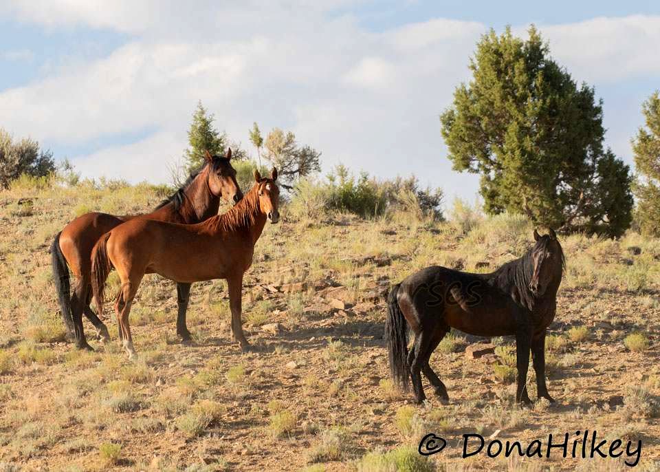 Piceance Wild Horses
