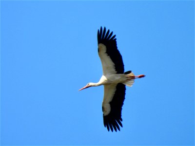 Ooievaar