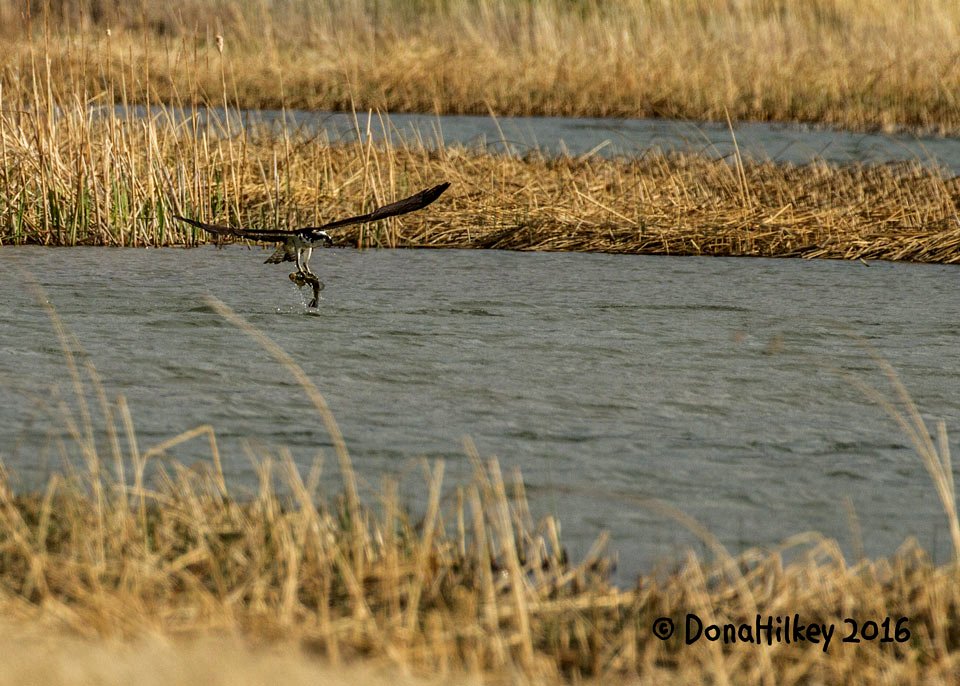 Osprey catching fish 1may2016 RBL