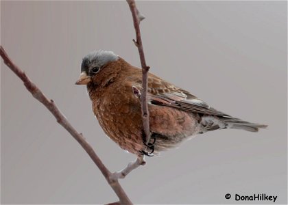Gray-crowned-Rosy-Finch-5feb2020-home photo
