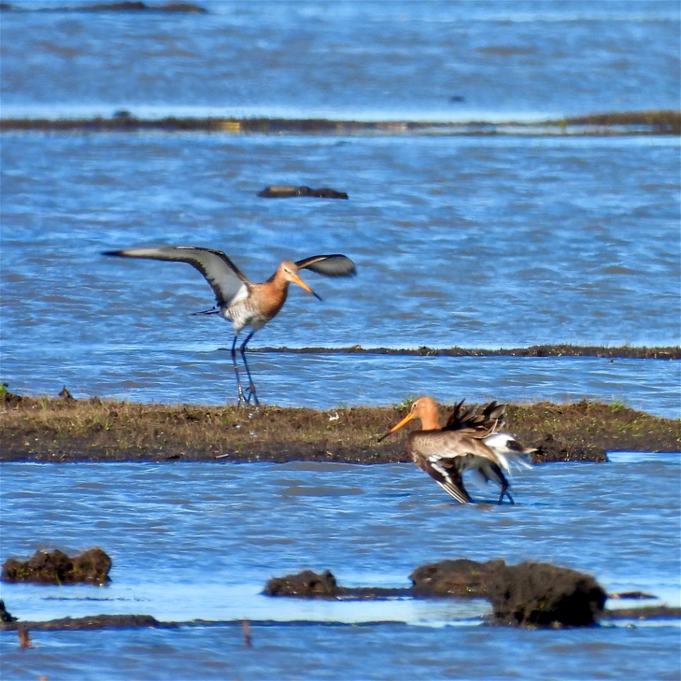 Vechtende grutto's