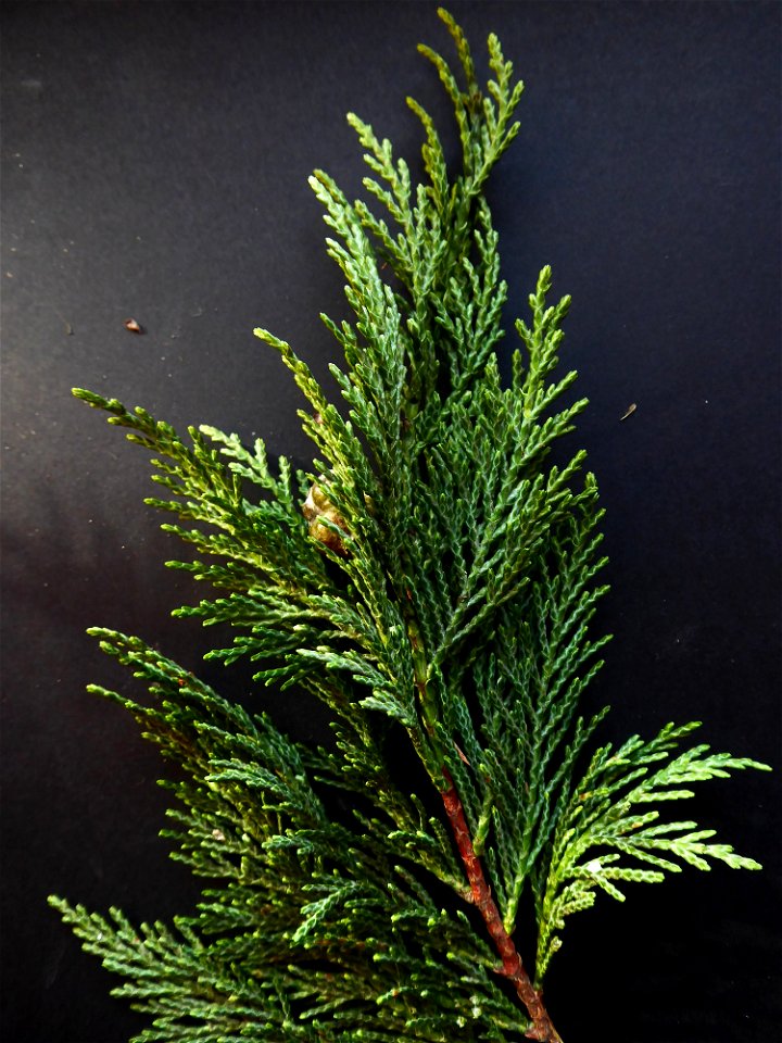 Cupressus macrocarpa Hartw., 1847