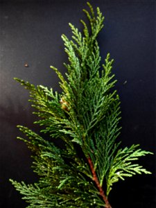 Cupressus macrocarpa Hartw., 1847 photo