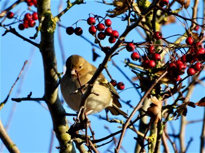 Vink in meidoorn