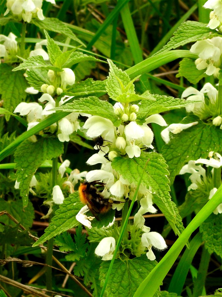 Hommel op dovenetel