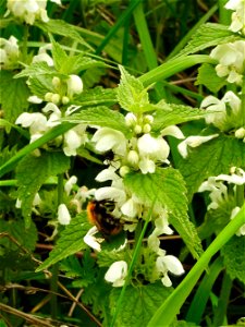 Hommel op dovenetel