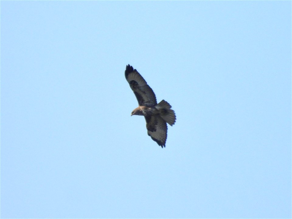 Buizerd
