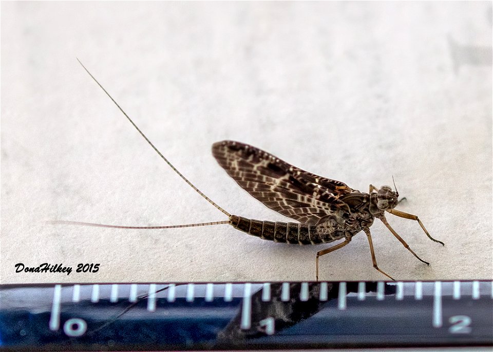 Red Speckled Dun Callibaetis ferrugineus