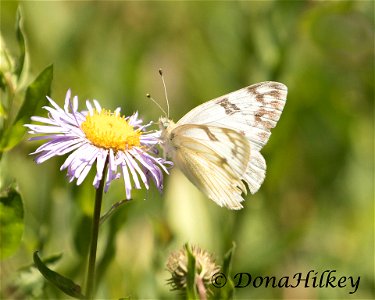 Western White Butterfly