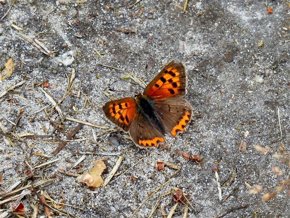 Kleine vuurvlinder