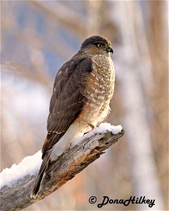 Sharp-shinned Hawk photo