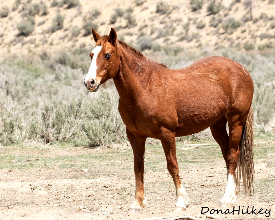 web-Topaz-april2019