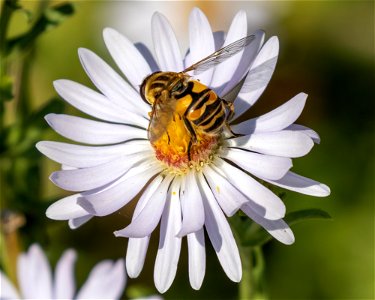 Broad-headed Marsh Fly