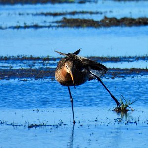 Grutto stretch