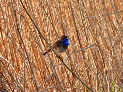 Blauwborst