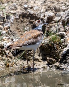 Killdeer photo