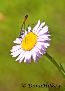 Thread-waisted Wasp in the family Specidae