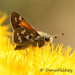 Juba Skipper  Hesperia juba