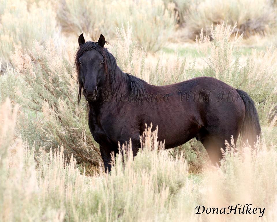 Piceance Wild Horses